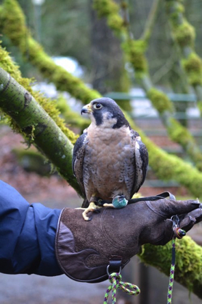 Peregrine Falcon named Finnegan